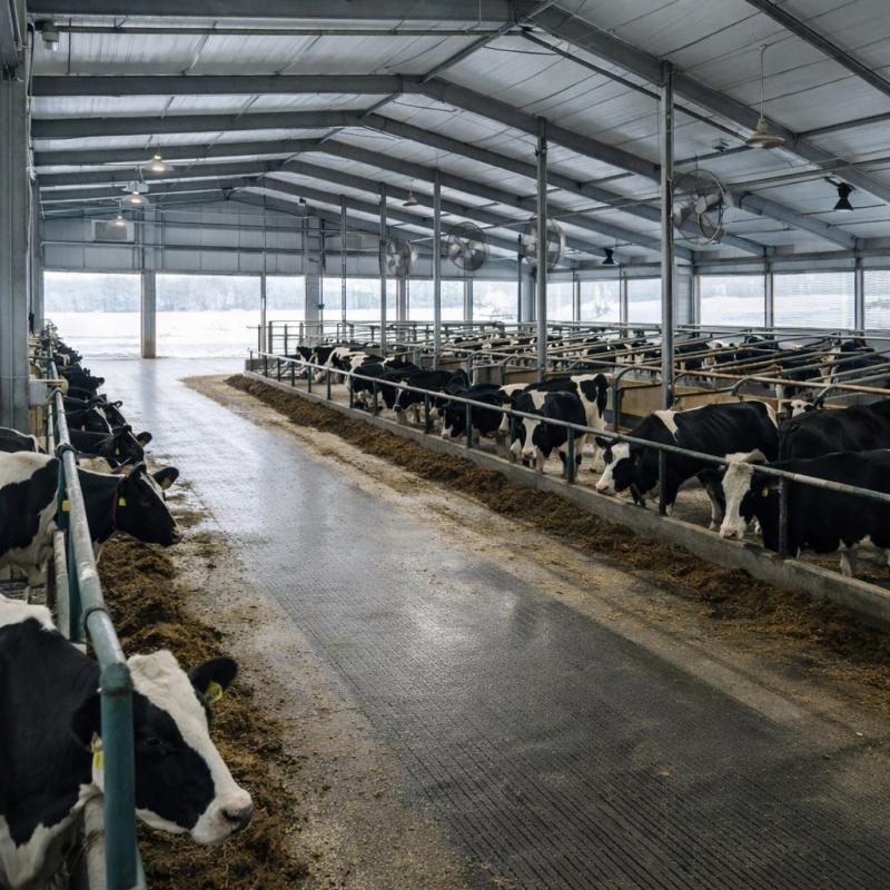 Investing in Sustainable Dairy: Opportunities in the Evolving Cheese Industry