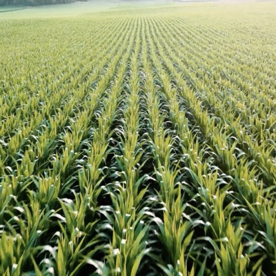 Environmental Impact: Sustainable Solutions for a Greener Future